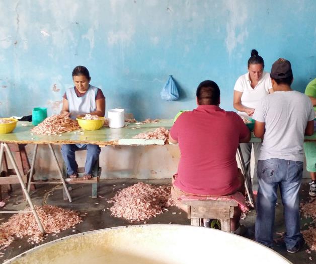 Reportan cooperativasinventarios de camarón