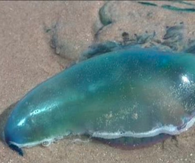 Reportan 475 casos de lesiones por medusas