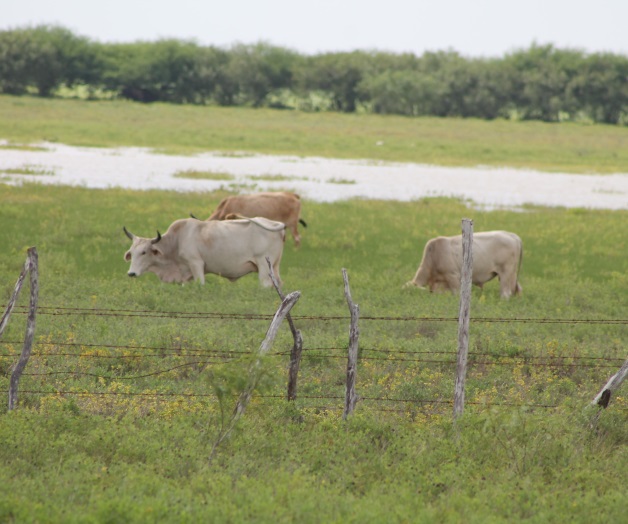 Se ‘comen’ zancudos al ganado