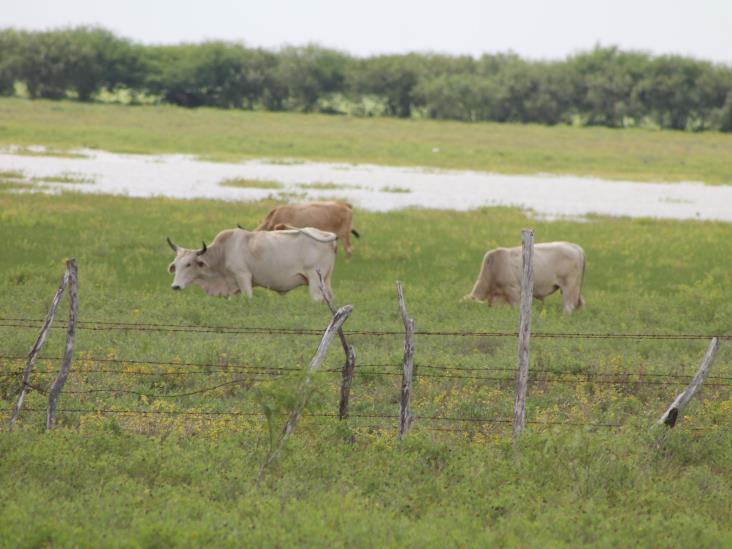 Se ‘comen’ zancudos al ganado Se ‘comen’ zancudos al ganado