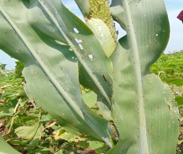 Ayudan lluviascontra pulgón Ayudan lluviascontra pulgón