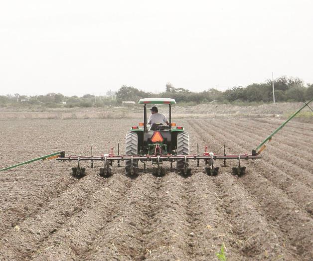 Detallan control de gusano telarañero Detallan control de gusano telarañero