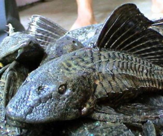 Sin freno, el pez diablo