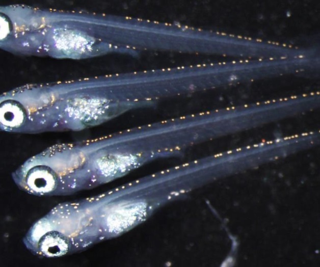 Logran que hembrasproduzcan esperma Logran que hembrasproduzcan esperma