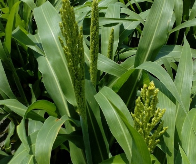 Estiman 4 toneladasde sorgo por hectárea Estiman 4 toneladasde sorgo por hectárea