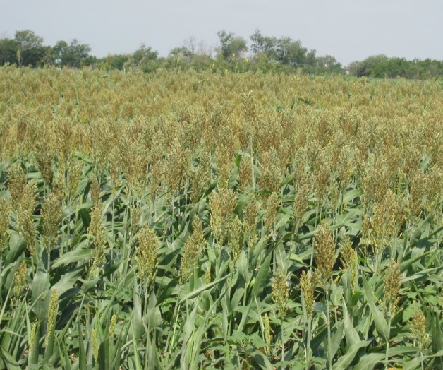 Dañarían las lluviascultivos y caminos Dañarían las lluviascultivos y caminos