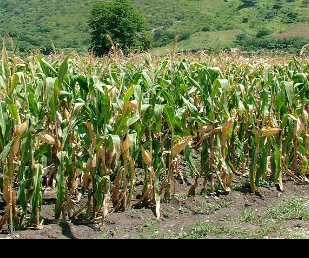 Cambio climático causará profundas consecuencias Cambio climático causará profundas consecuencias