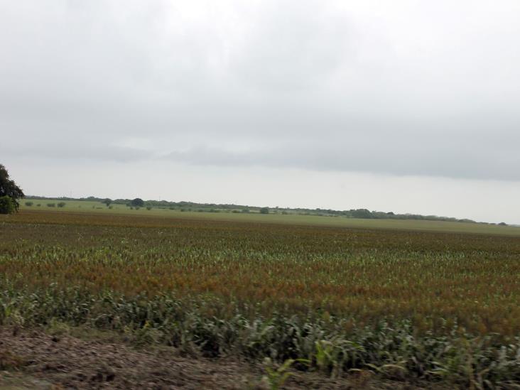 Constatan afectaciones en sembradíos de sorgo Constatan afectaciones en sembradíos de sorgo