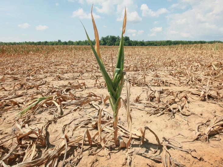 Cambio climático afecta producción de alimentos Cambio climático afecta producción de alimentos