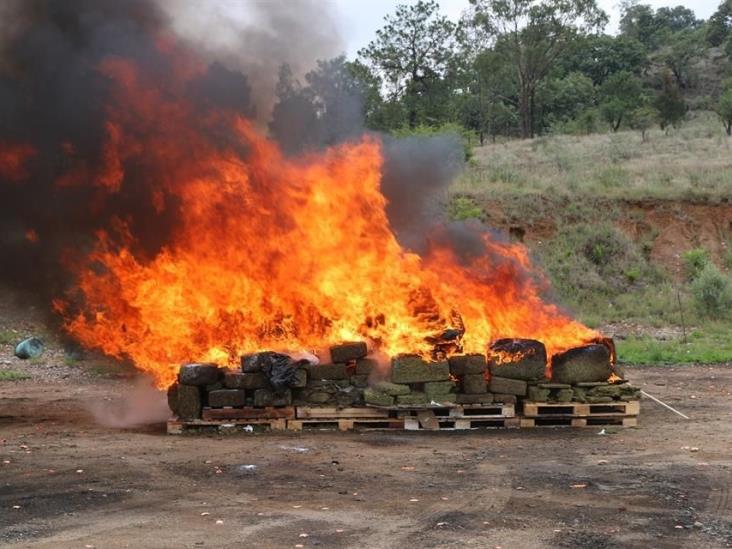 Destruye PGR droga en Zapopan Destruye PGR droga en Zapopan