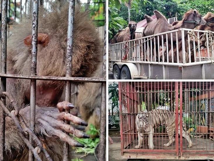Abandonan a animales de circo en Yucatán Abandonan a animales de circo en Yucatán