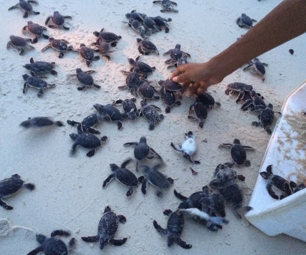 Realiza México acciones para proteger a tortugas marinas