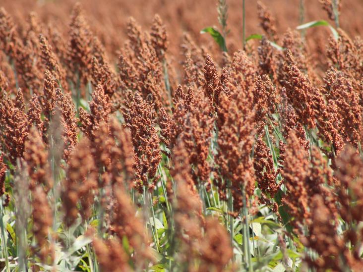 Viene reunión agropecuaria Viene reunión agropecuaria