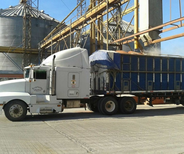 Producen por hectárea 700 kilogramos menos de sorgo