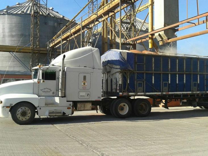 Producen por hectárea 700 kilogramos menos de sorgo Producen por hectárea 700 kilogramos menos de sorgo