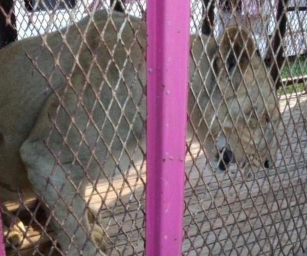 Profepa reubica a leona entregada por circo