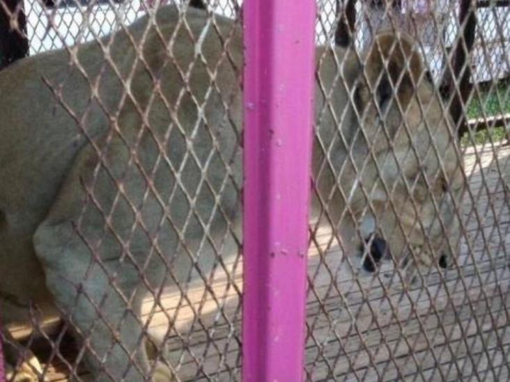 Profepa reubica a leona entregada por circo Profepa reubica a leona entregada por circo