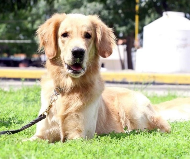 Buscan detectar cáncer ¡con perros! Buscan detectar cáncer ¡con perros!