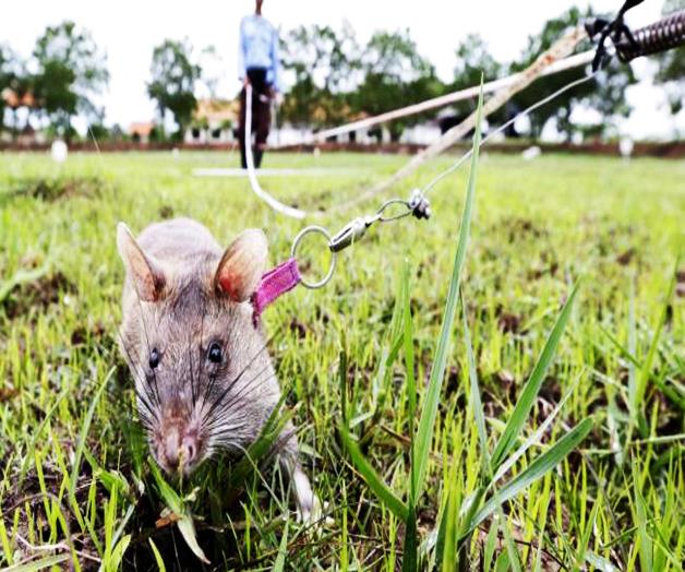 Ratas gigantes, héroes en zonas bélicas Ratas gigantes, héroes en zonas bélicas