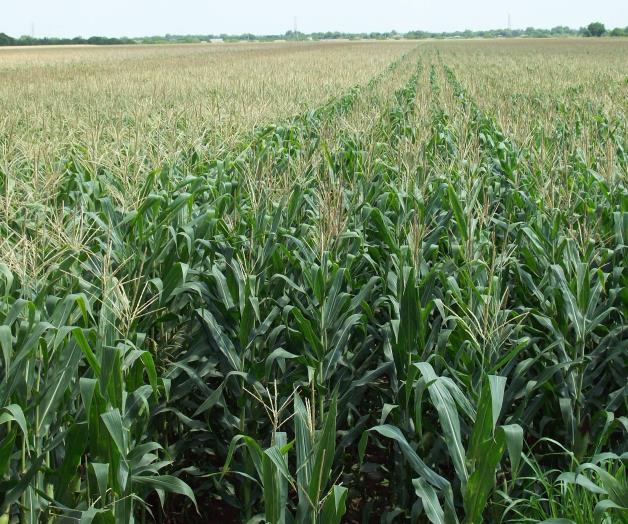 Agricultores apoyan siembra de maíz GM