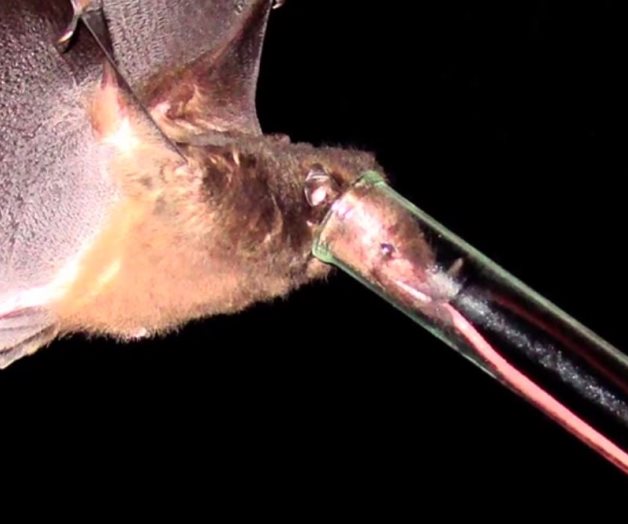 Descubren murciélago con lengua más larga de su especie Descubren murciélago con lengua más larga de su especie