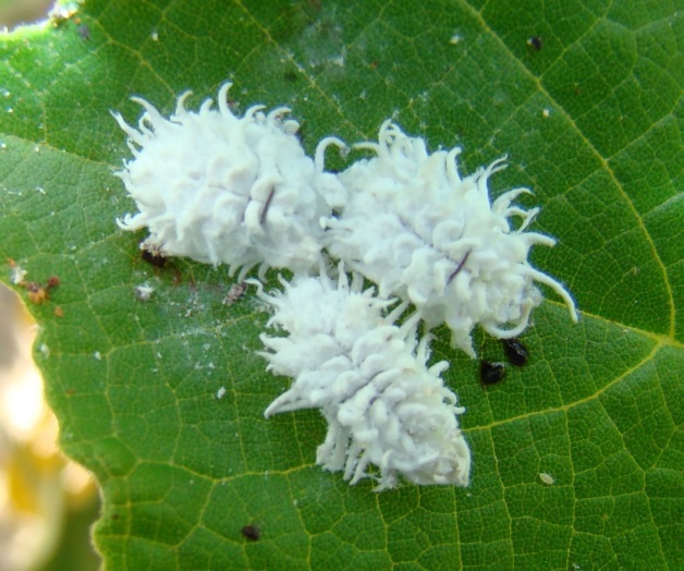Llega a devastar la soya la ‘Cochinilla Rosada’ Llega a devastar la soya la ‘Cochinilla Rosada’