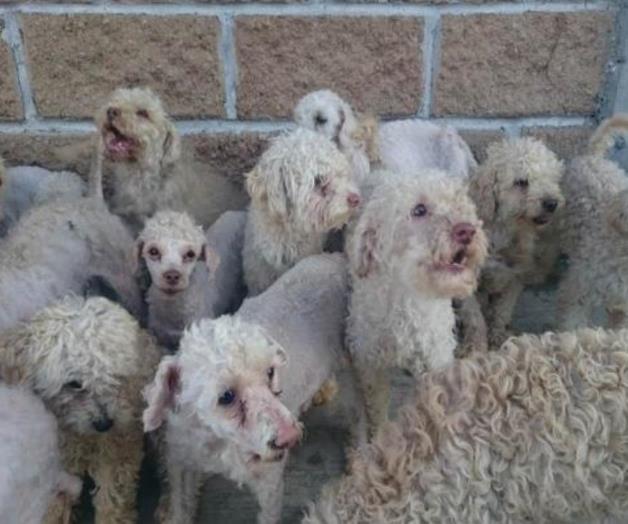 Rescatan a 33 perros french poodle maltratados en Puebla