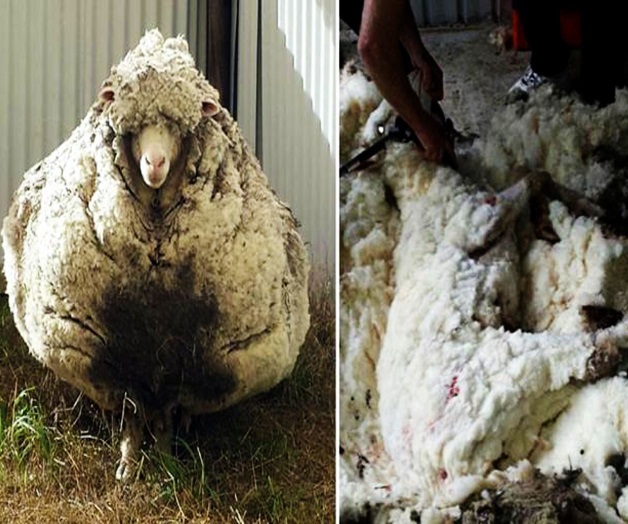 Liberan a oveja de... ¡40 kilos de lana! Liberan a oveja de... ¡40 kilos de lana!