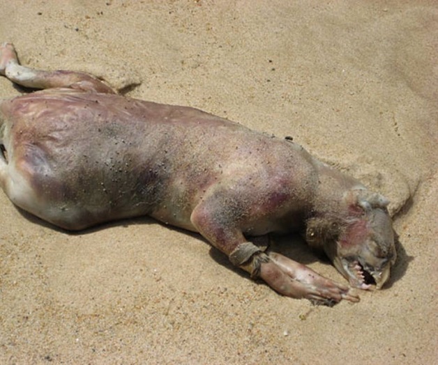 Hallan Monstruo de Montauk en la playa