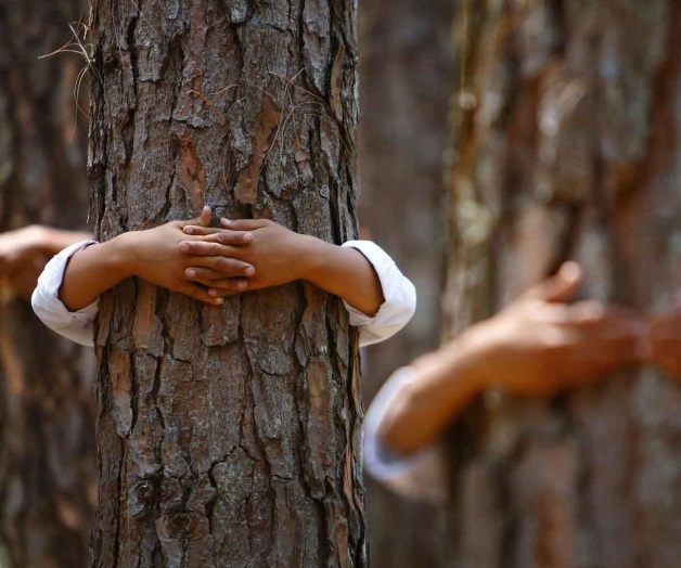 Cantidad de árboles por persona a nivel mundial