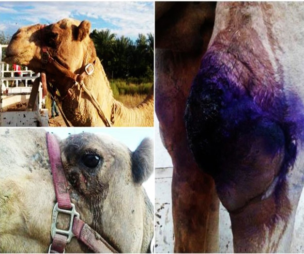 Rescatan a camello presuntamente abandonado por circo Rescatan a camello presuntamente abandonado por circo
