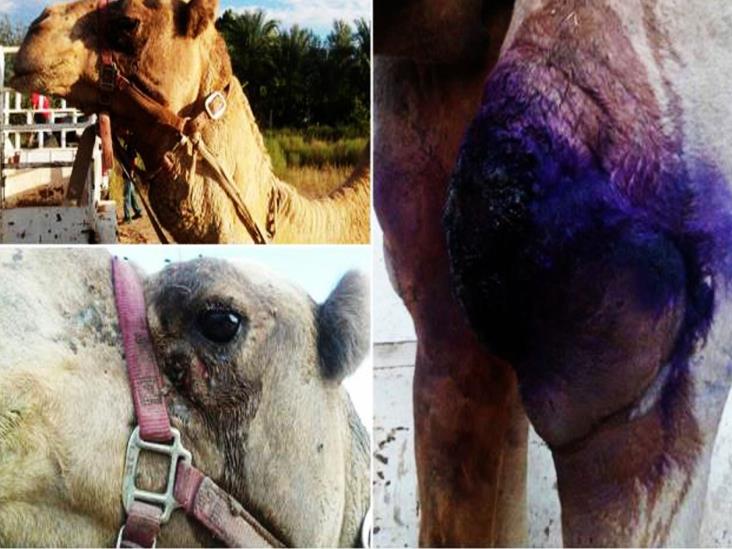 Rescatan a camello presuntamente abandonado por circo Rescatan a camello presuntamente abandonado por circo