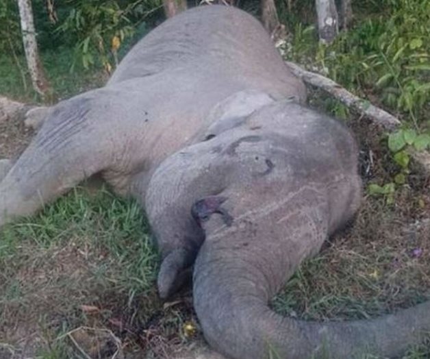 Envenenan a Yongki, elefante símbolo de Indonesia