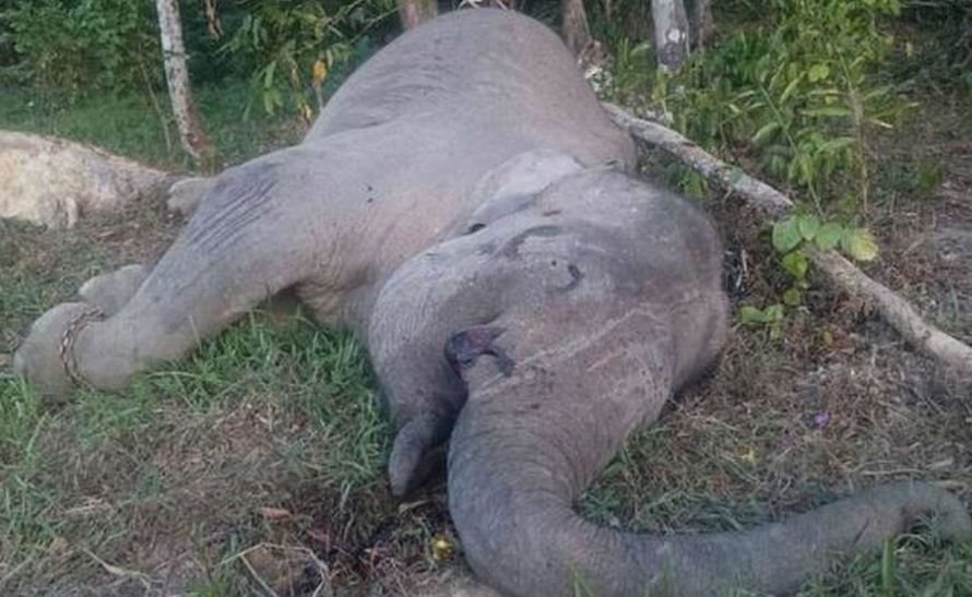 Envenenan a Yongki, elefante símbolo de Indonesia Envenenan a Yongki, elefante símbolo de Indonesia