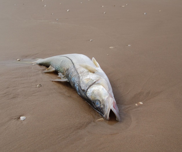 Afectan a pescadores ‘con el simple rumor’ Afectan a pescadores ‘con el simple rumor’