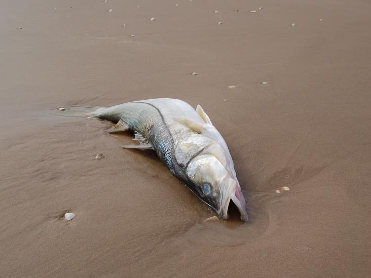 Afectan a pescadores ‘con el simple rumor’ Afectan a pescadores ‘con el simple rumor’
