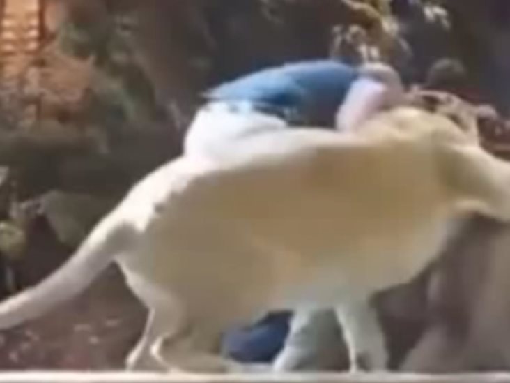 Una leona salva a un cuidador atacado por un león en un zoológico Una leona salva a un cuidador atacado por un león en un zoológico