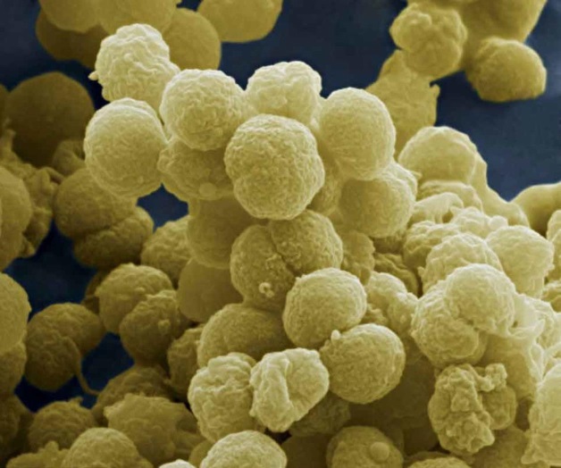 Uno de cada cuatro adolescentes porta la bacteria meningococo Uno de cada cuatro adolescentes porta la bacteria meningococo