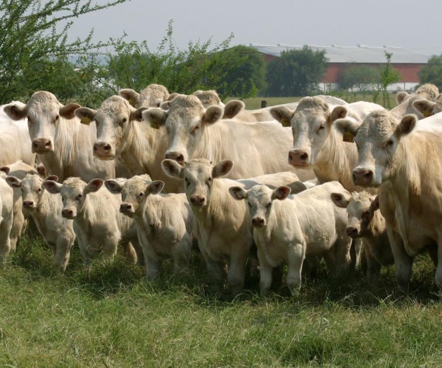 El INIFAP transfiere y difunde biotecnología El INIFAP transfiere y difunde biotecnología