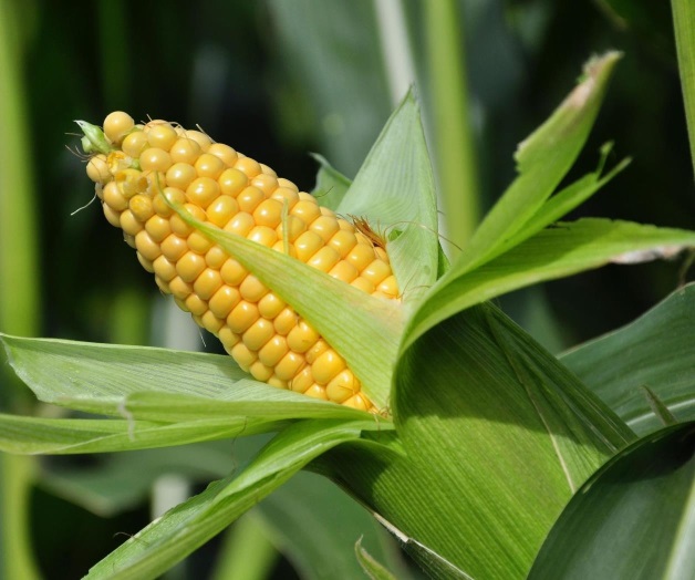 Maíz GM sigue siendo motivo de desacuerdo