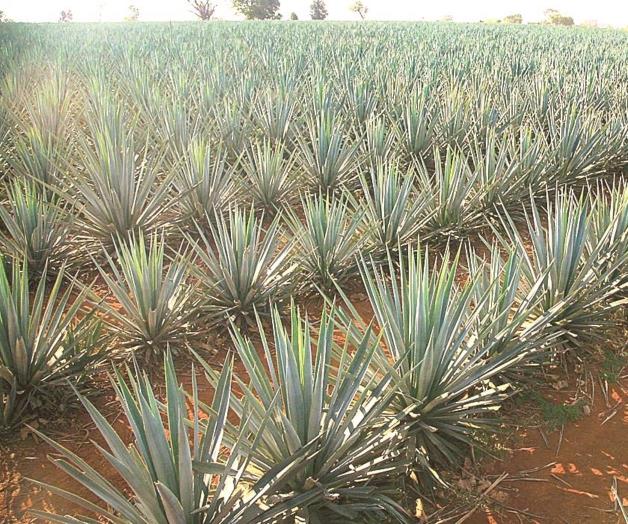 Desarrollan en la UAT proyecto para aprovechamiento integral Desarrollan en la UAT proyecto para aprovechamiento integral