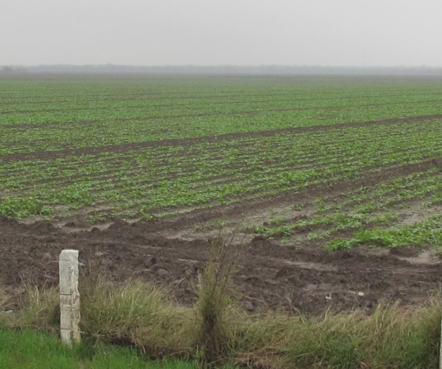 Temen a plagasal crecer hierba