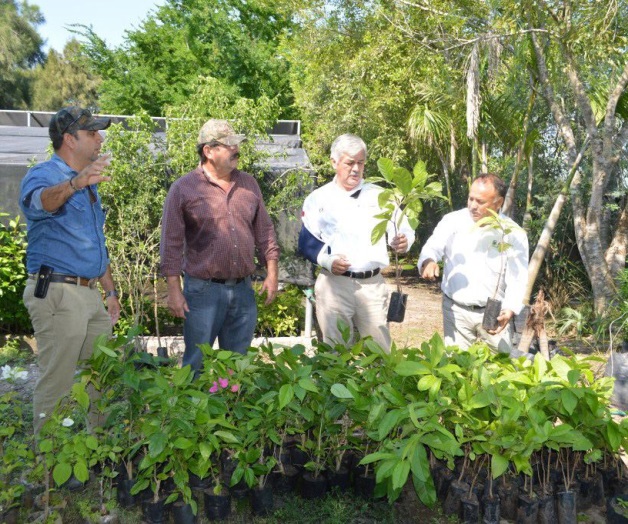 Gobierno municipal Entrega 550 árboles