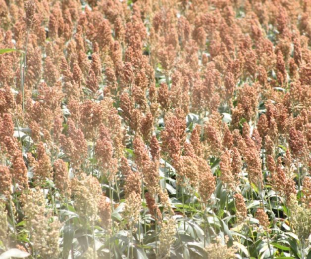 Buscan sorgo más resistente a pulgón