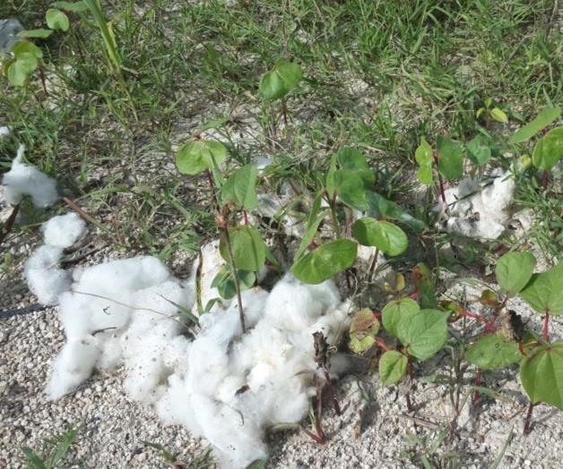 Llamado a eliminar plantas de algodón Llamado a eliminar plantas de algodón