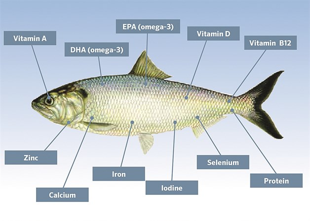 La FAO llega a 20 años de pesca responsable