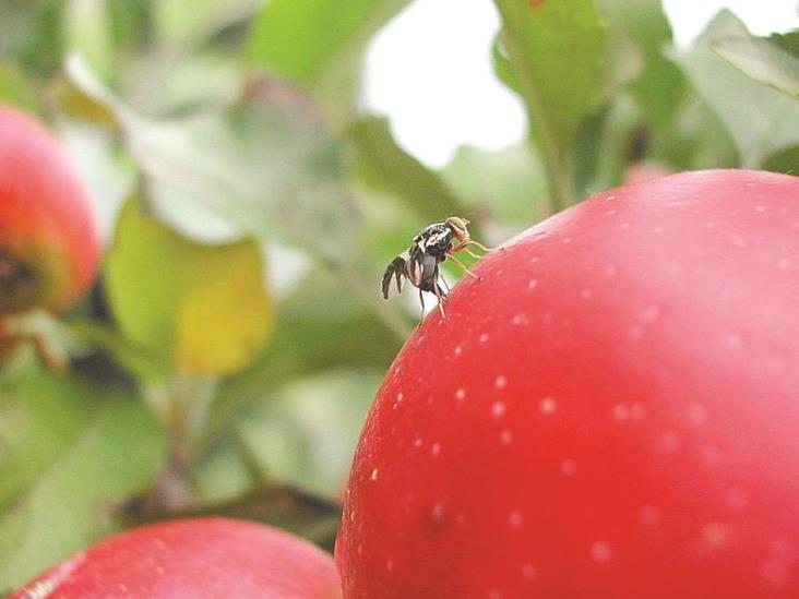 Estudian alternativas biológicaspara controlar mosca de la fruta Estudian alternativas biológicaspara controlar mosca de la fruta