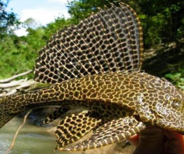 Se adapta al agua salada. Arrasa pez diablo con especies de la región