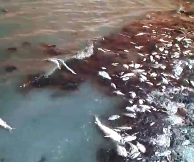 Insoportablela marea roja