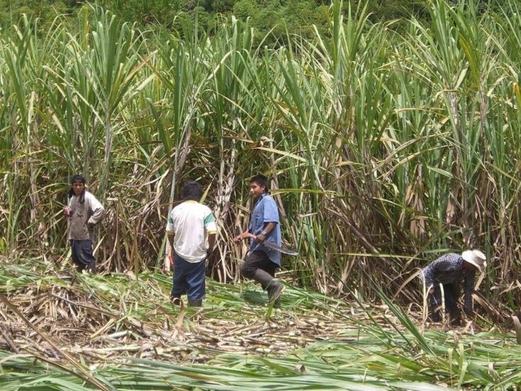 Campesinos de Tamaulipas reciben apoyos para 36 proyecto agrícolas Campesinos de Tamaulipas reciben apoyos para 36 proyecto agrícolas